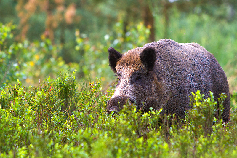 Wild zwijn | Sus scrofa.