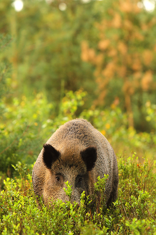 Wild zwijn | Sus scrofa