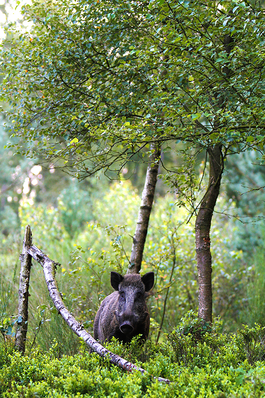 Wild zwijn | Sus scrofa