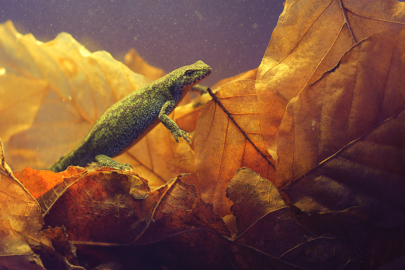 Vrouwtje Alpenwatersalamander onder water.