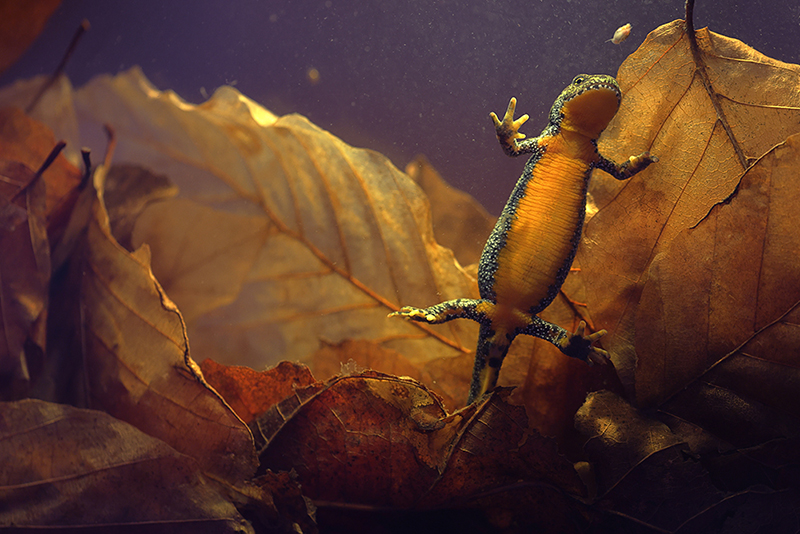 Vrouwtje Alpenwatersalamander | Ichthyosaura alpestris onder water.