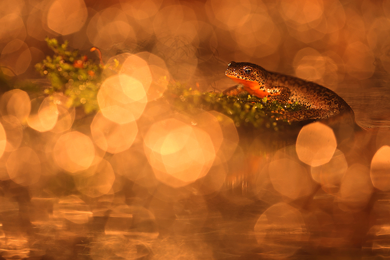 Nachtfotografie Alpenwatersalamander