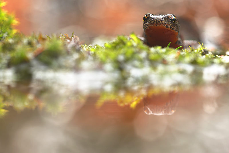 Vrouwtje Alpenwatersalamander | Ichthyosaura alpestris