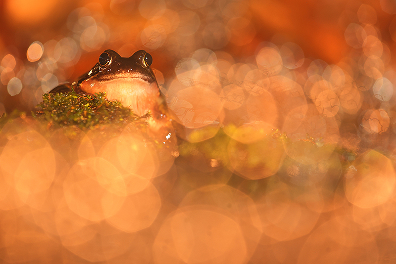 Amfibieen fotograferen in de nacht.