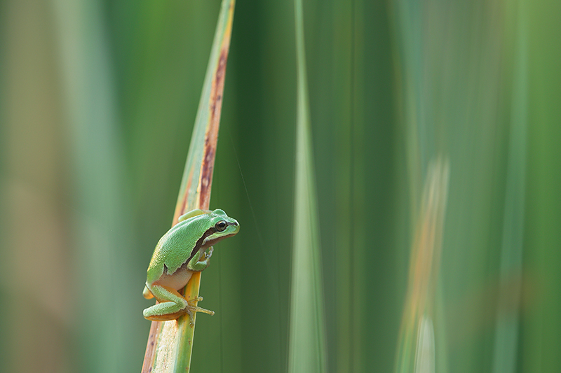 Oostelijke Boomkikker | Hyla orientalis