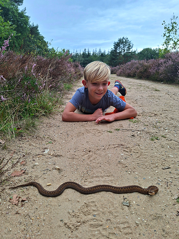 Adders zoeken op de hei met Levi.