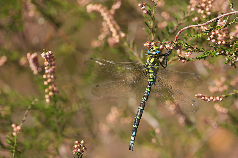 Blauwe glazenmaker | Aeshna cyanea