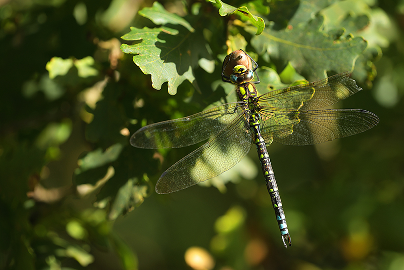 Blauwe glazenmaker | Aeshna cyanea