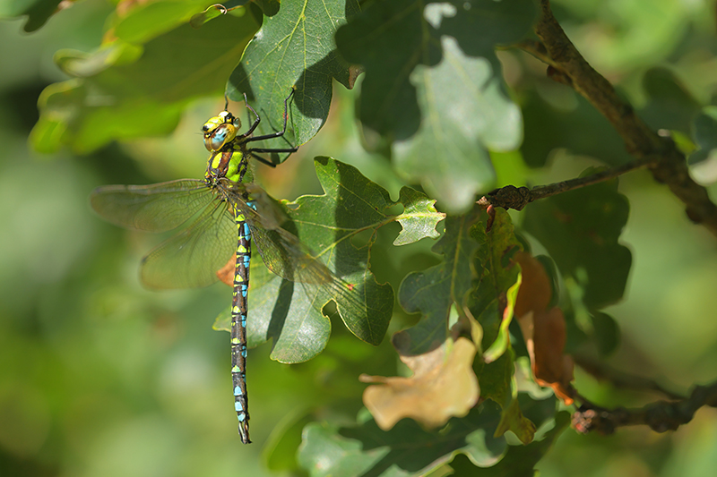Blauwe glazenmaker | Aeshna cyanea