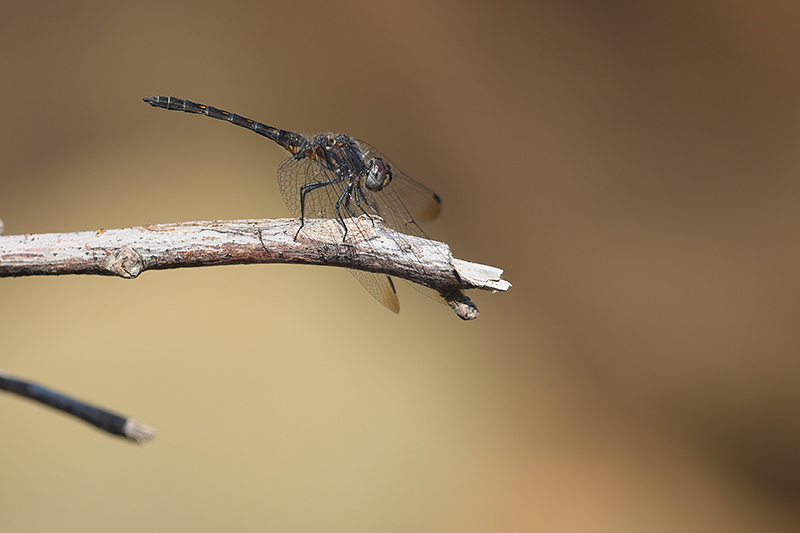 Mannetje Blauwe zonnewijzer | Trithemis festiva