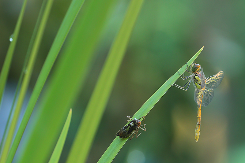Bruinrode heidelibel | Sympetrum striolatum