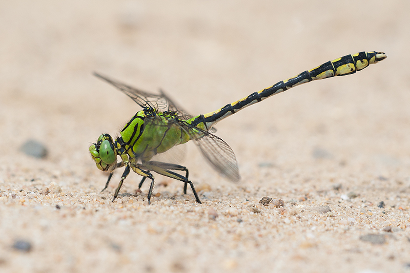 Gaffellibel zeldzaam in Nederland.