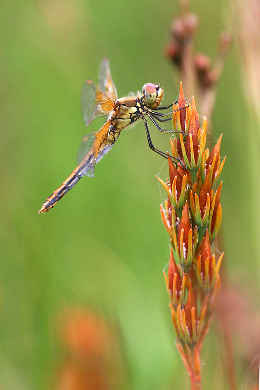 Sympetrum flaveolum