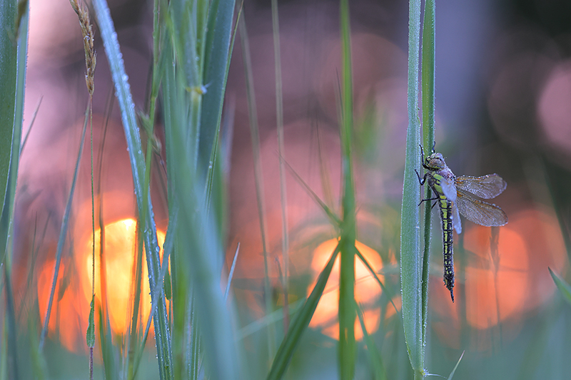 Glassnijder | Brachytron pratense bij zonsopkomst.