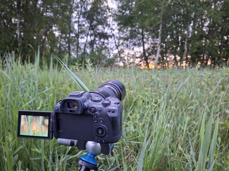 Libellen fotograferen in de Weeibben.