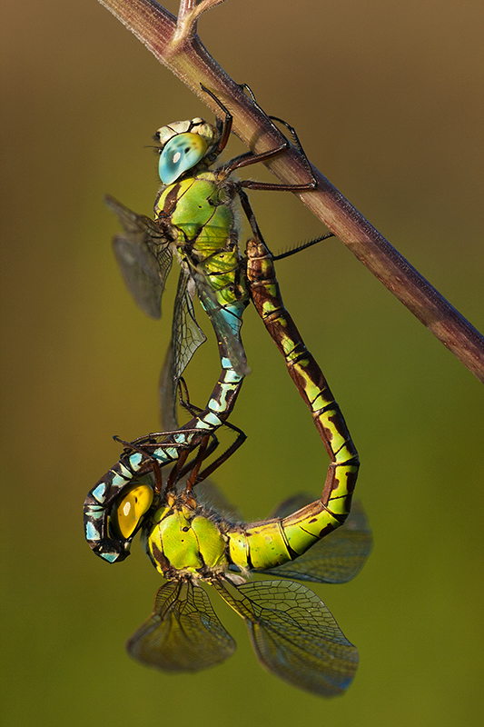 Paringswiel Groene glazenmaker | Aeshna viridis