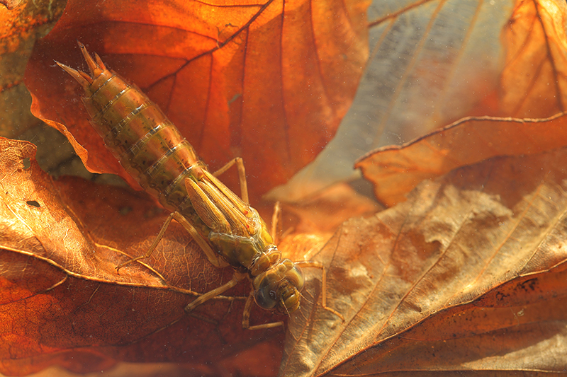 Larve Grote keizerlibel | Anax imperator