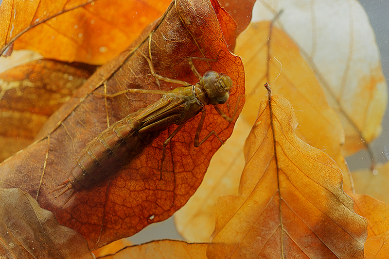 Larve Grote keizerlibel | Anax imperator