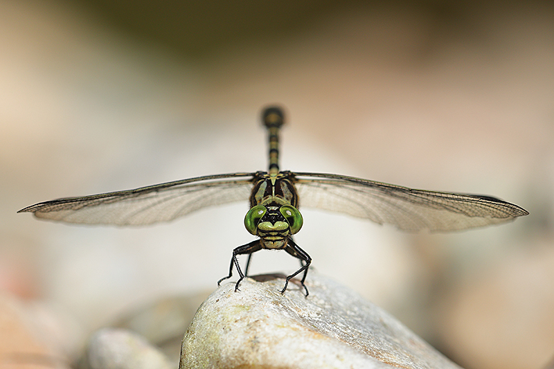 Kleine tanglibel | Onychogomphus forcipatus met groene ogen.