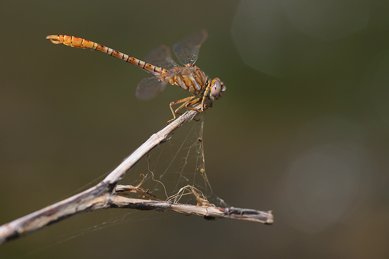 Mannetje Moorse tanglibel | Onychogomphus costae.