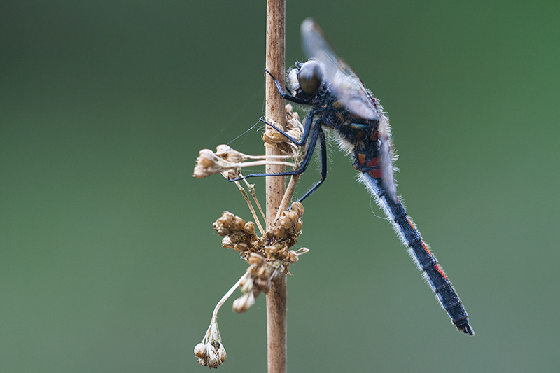 Noordse witsnuitlibel | Leucorrhinia rubicunda