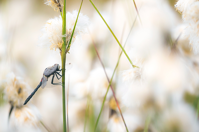 Noordse witsnuitlibel | Leucorrhinia rubicunda