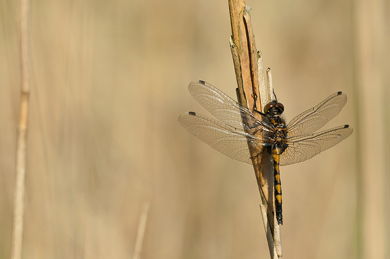 Noordse witsnuitlibel | Leucorrhinia rubicunda