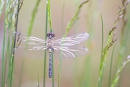 Oostelijke witsnuitlibel | Leucorrhinia albifrons.