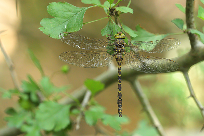 Boyeria irene | ssp. f. brachycerca | f. typica