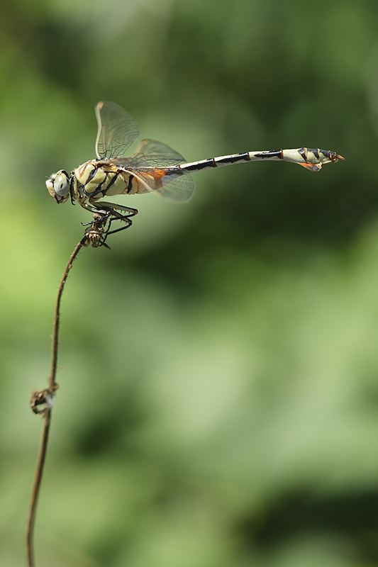 Vrouwtje indrukwekkende Vaandeldrager | Lindenia tetraphylla