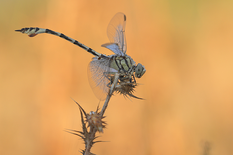 Mannetje Vaandeldrager | Lindenia tetraphylla