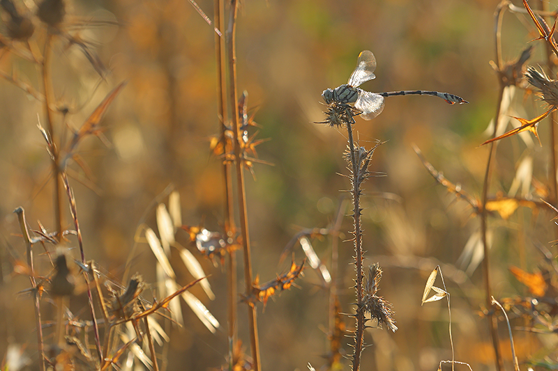 Mannetje Vaandeldrager | Lindenia tetraphylla
