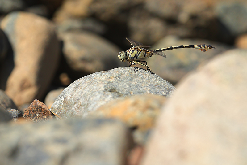 Vaandeldrager | Lindenia tetraphylla.