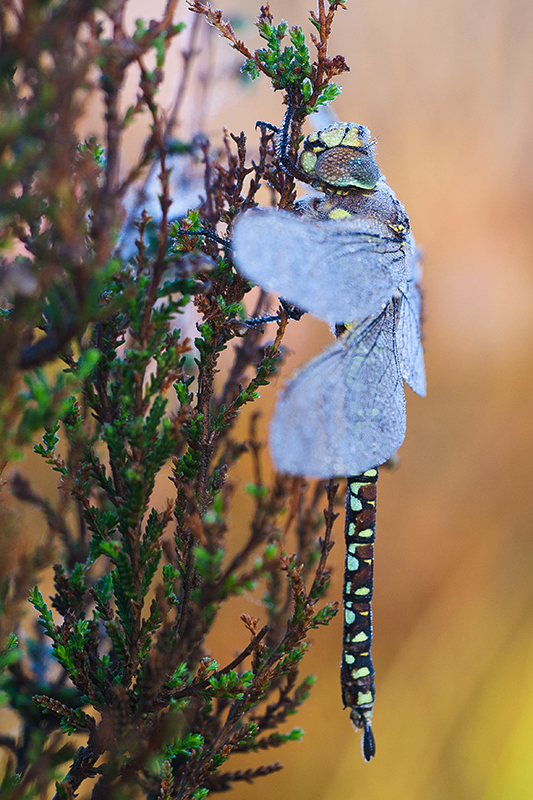 Zijaanzicht vrouwtje Venglazenmaker | Aeshna juncea