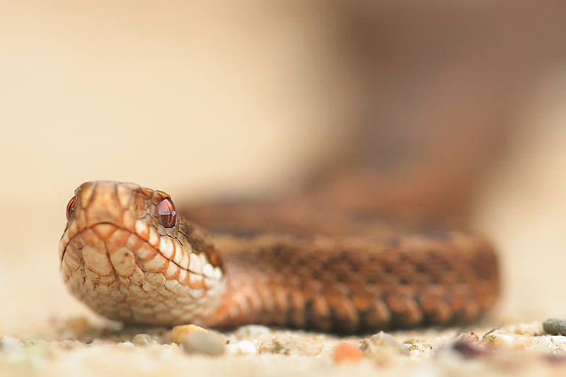 Portret vrouwtje Adder | Vipera berus.