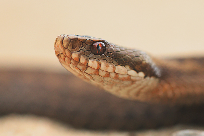 Portret vrouwtje Adder | Vipera berus.