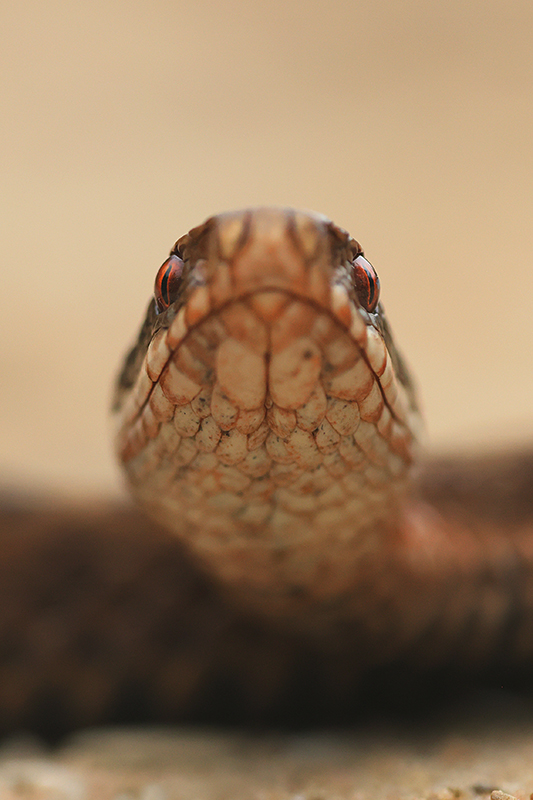 Portret van een Adder | Vipera berus.
