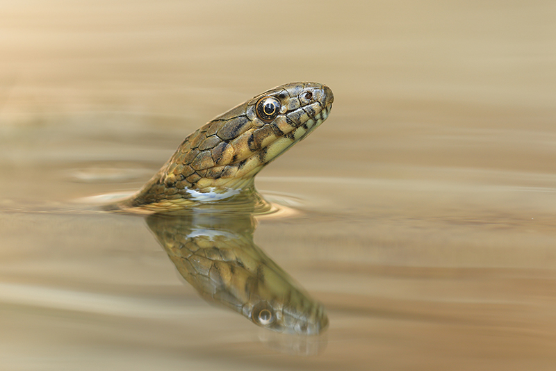 Adderringslang | Natrix maura in de Ardeche | Frankrijk.