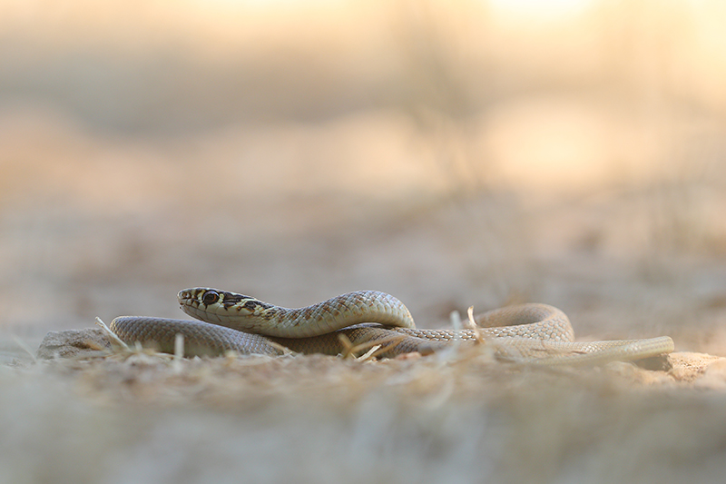 Juveniel Geelgroene toornslang | Hierophis viridiflavus in Frankrijk.