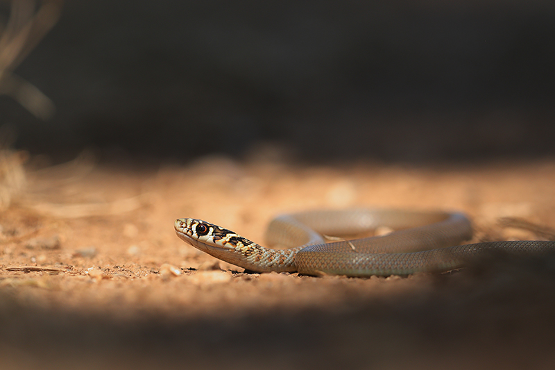 Juveniel Geelgroene toornslang | Hierophis viridiflavus in Frankrijk.