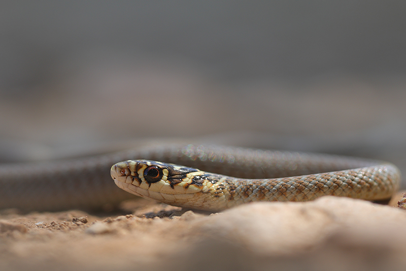 Portret Geelgroene toornslang | Hierophis viridiflavus in Frankrijk.