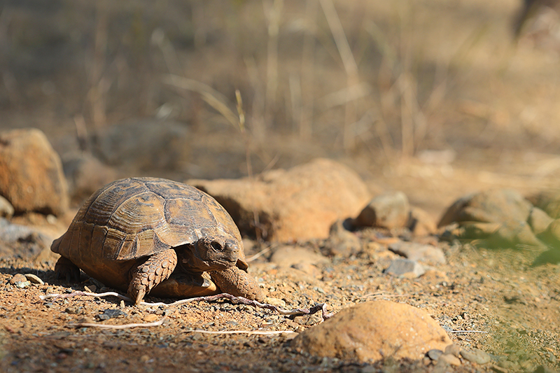 Moorse Landschildpad