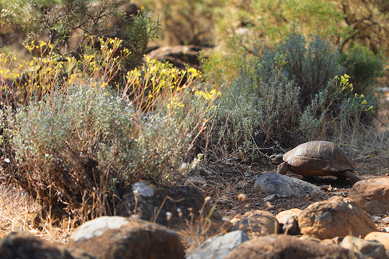Moorse Landschildpad | Testudo graeca 