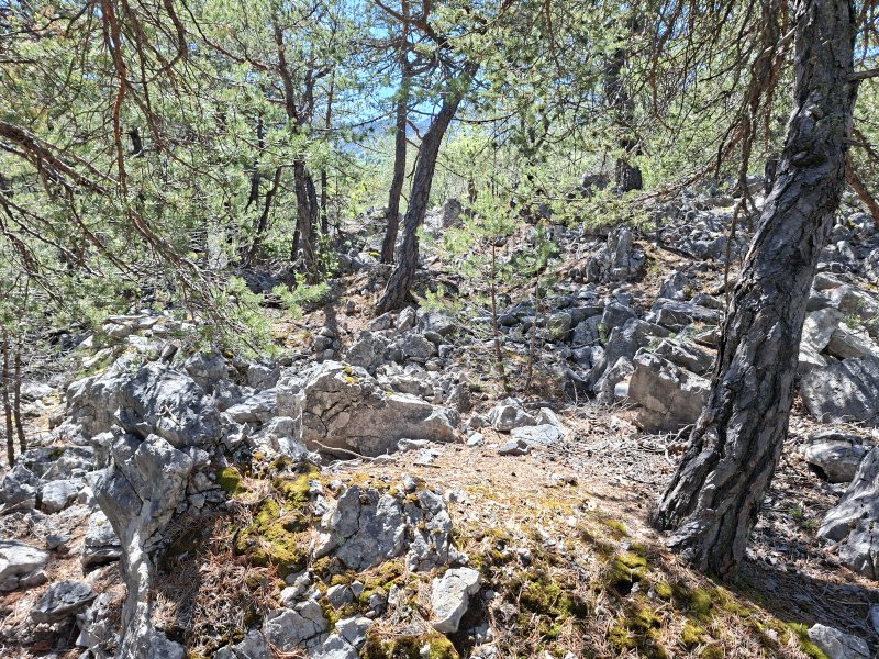 Habitat Zandadder | Vipera ammodytes Oostenrijk.