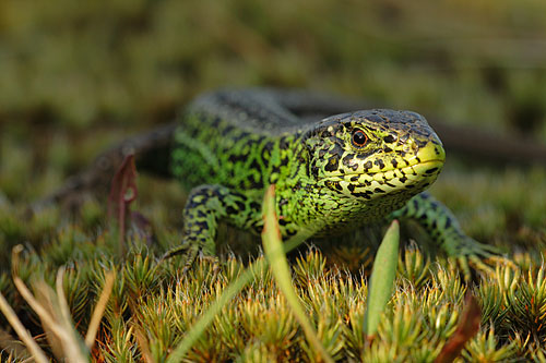 Groen mannetje Zandhagedis.