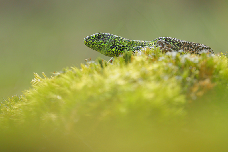 Zandhagedis | Lacerta agilis