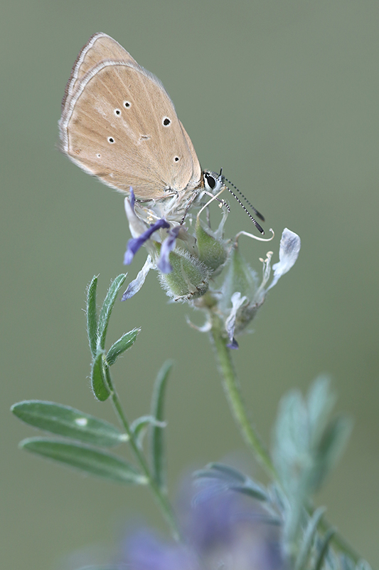 Aosta esparcetteblauwtje | Polyommatus humedasae