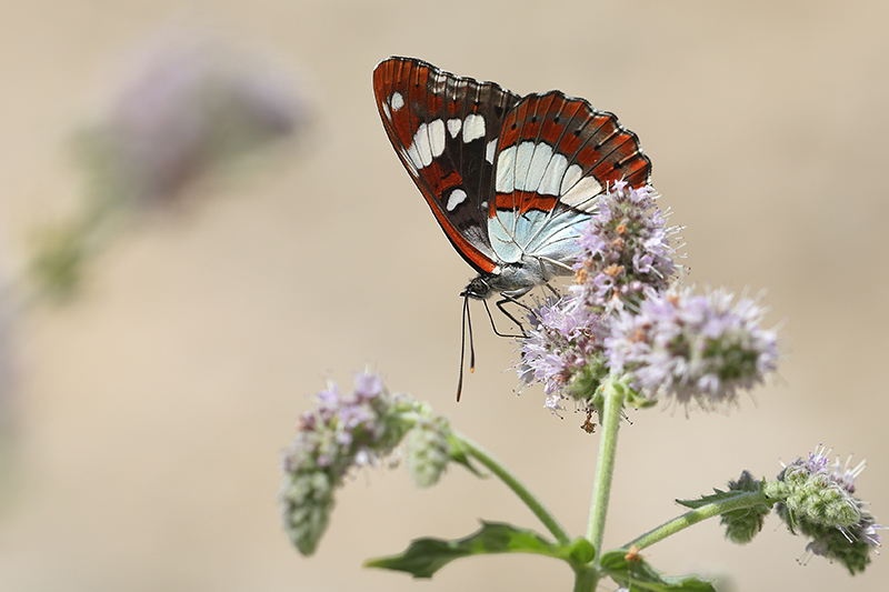 Blauwe ijsvogelvlinder | Limenitis reducta