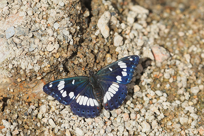 Blauwe ijsvogelvlinder | Limenitis reducta