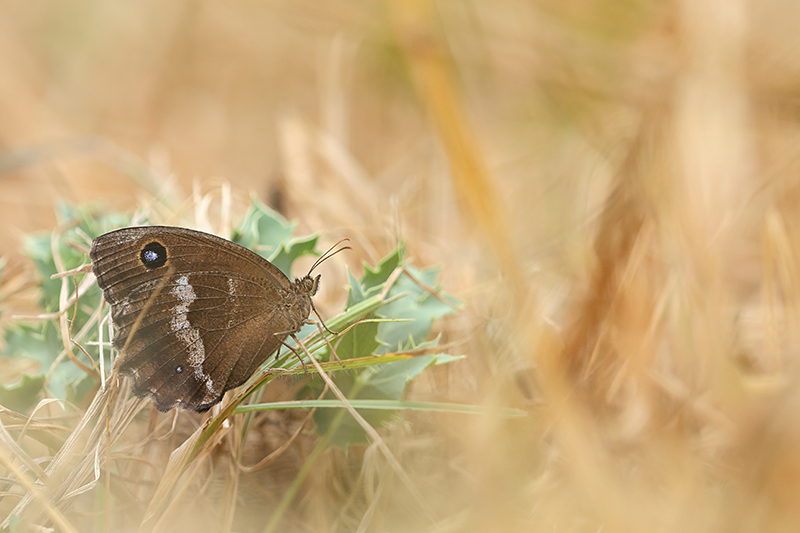 Blauwoogvlinder | Minios dryas